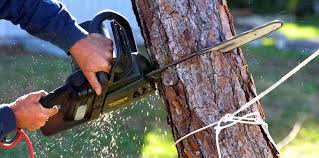 How Our Tree Care Process Works  in  Bergenfield, NJ