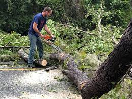 Tree and Shrub Care in Bergenfield, NJ