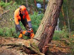 Best Weed Control  in Bergenfield, NJ
