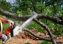 Trusted Bergenfield, NJ Tree Services Experts