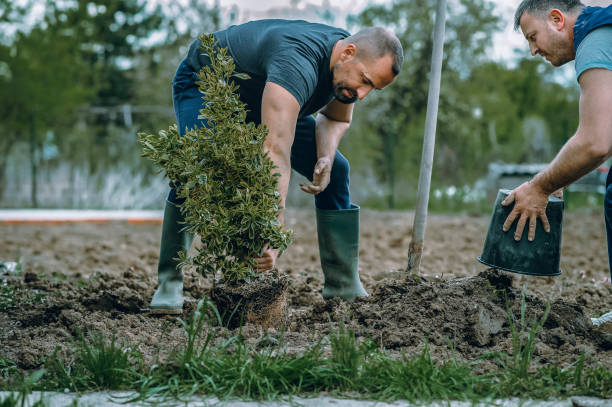  Bergenfield, NJ Tree Services Pros