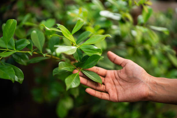Best Hazardous Tree Removal  in Bergenfield, NJ