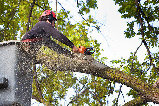Best Soil Testing and Treatment  in Bergenfield, NJ