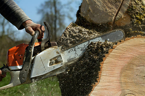 Best Stump Grinding and Removal  in Bergenfield, NJ