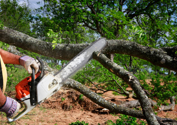 Best Lawn Maintenance Plans  in Bergenfield, NJ